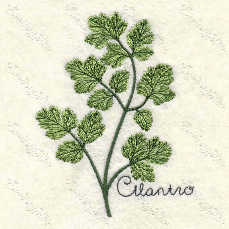 Machine embroidery design. Real looking cilantro in two sizes.