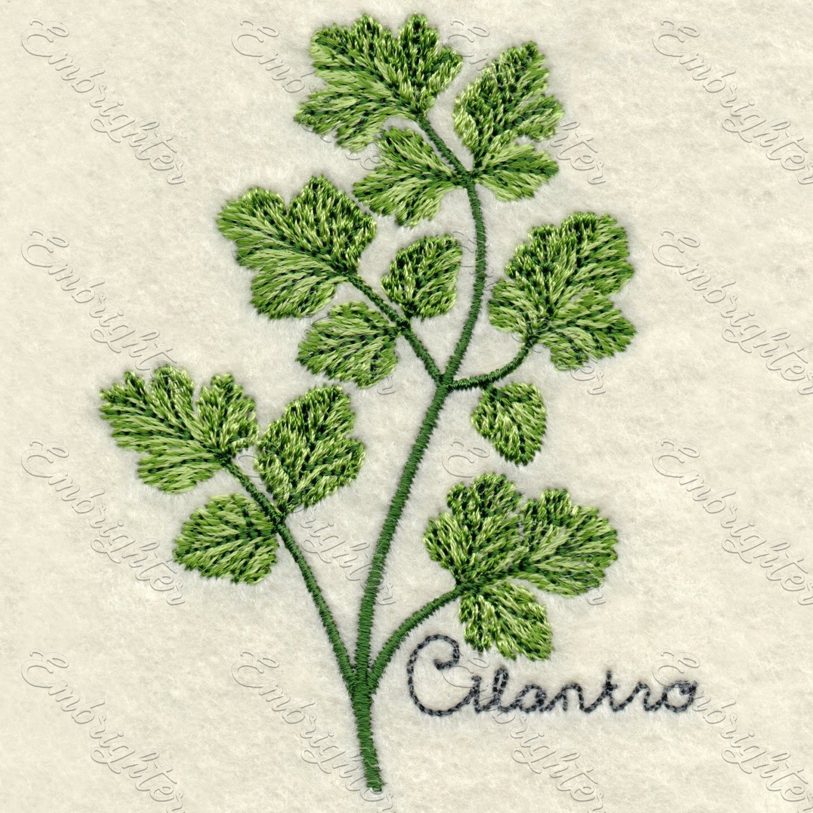 Machine embroidery design. Real looking cilantro in two sizes.